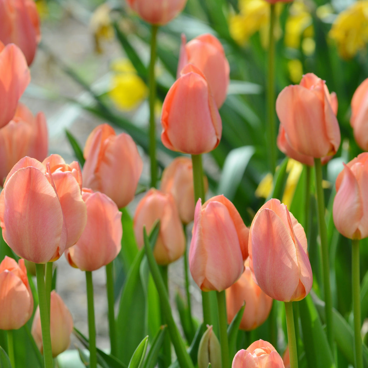 Tulipan 'Stunning Star'