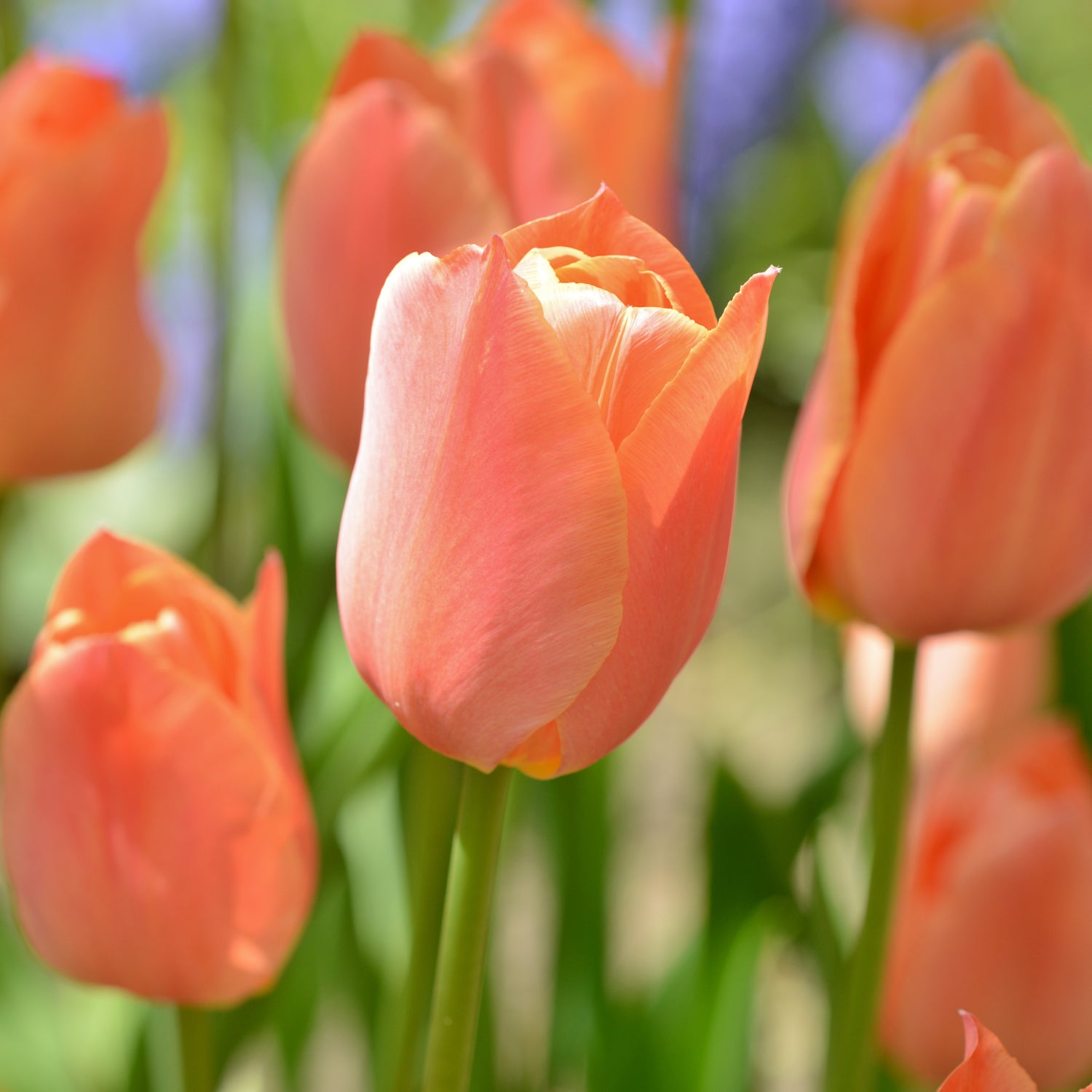 Tulipan 'Stunning Star'