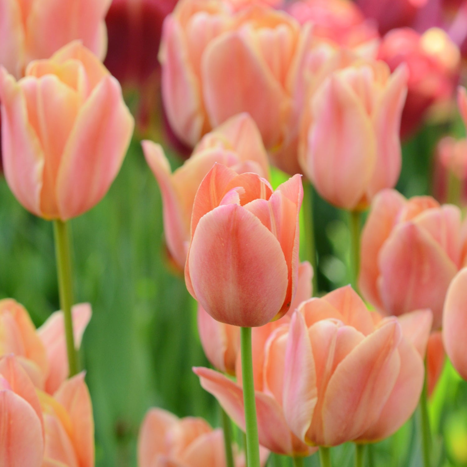 Tulipan 'Stunning Star'