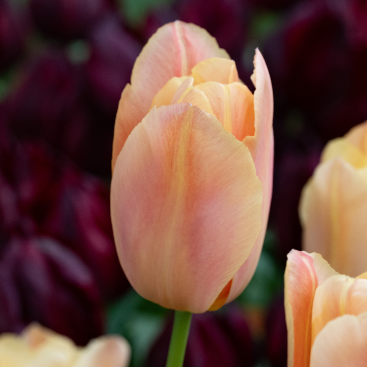 Tulipan 'Stunning Star'