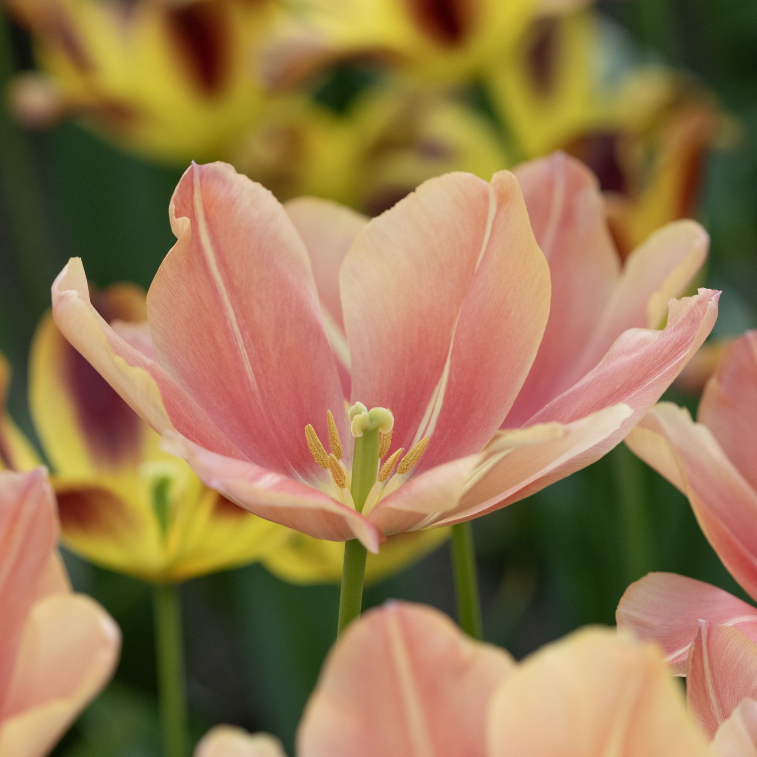 Tulipan 'Stunning Star'
