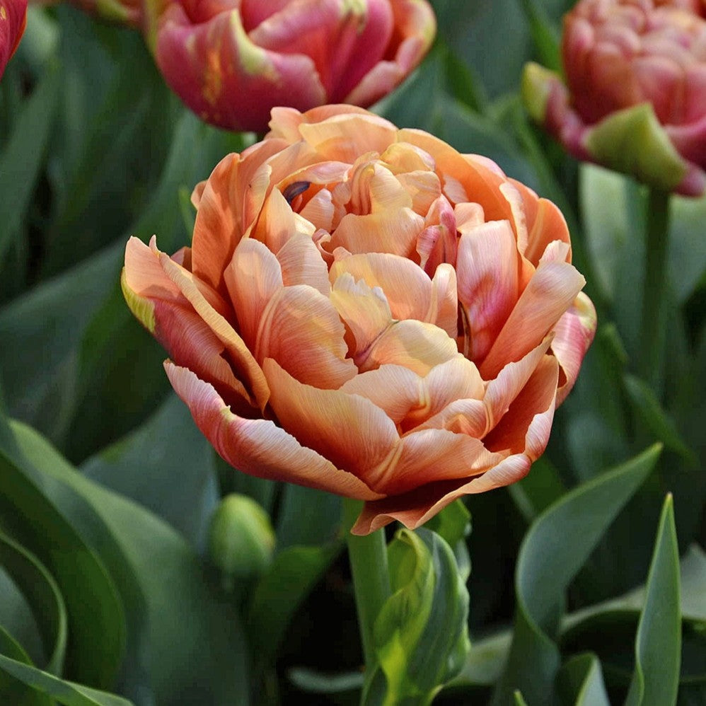 Tulipan 'Verona Sunrise'