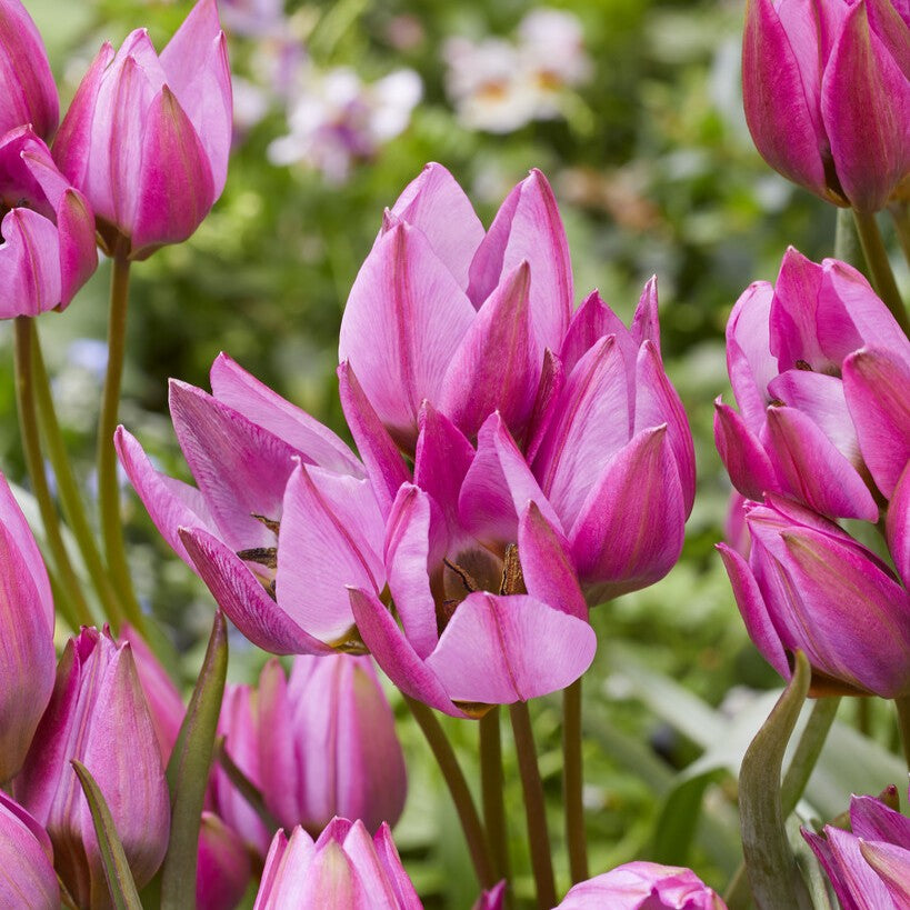 Tulipan 'Violetta'