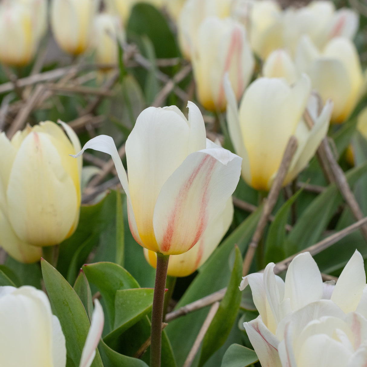 Tulipan 'White Fire'