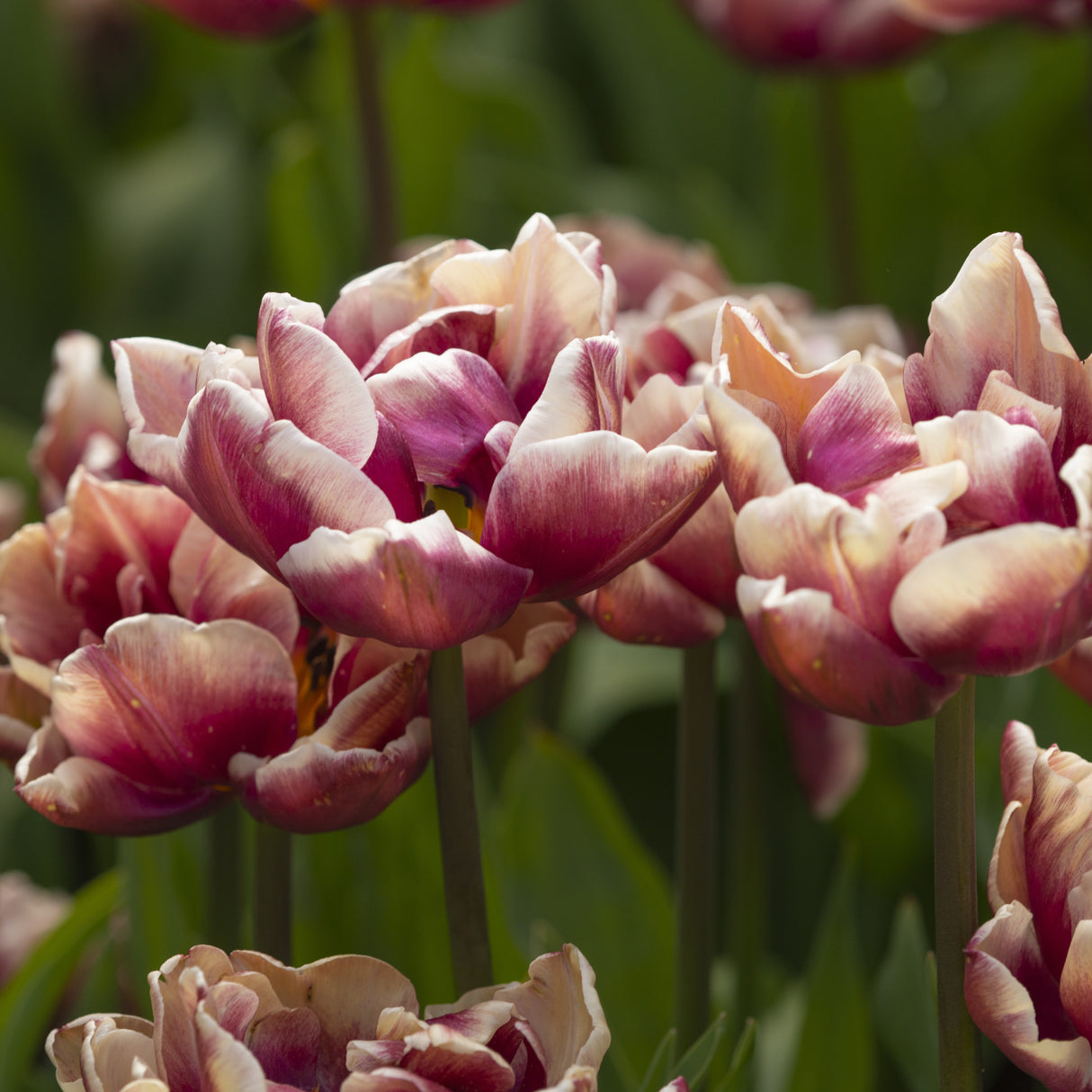 Tulipan 'Wyndham'