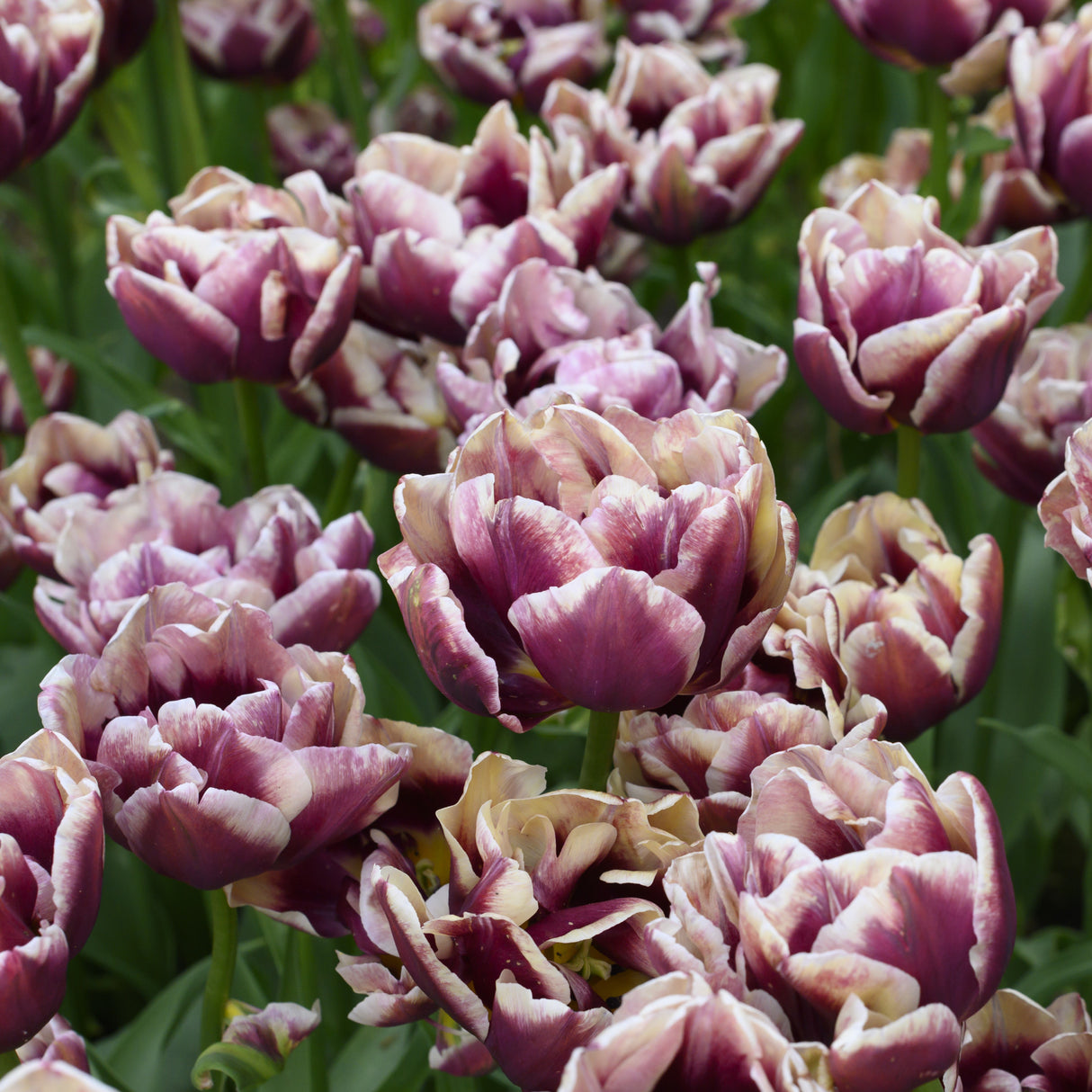 Tulipan 'Wyndham'