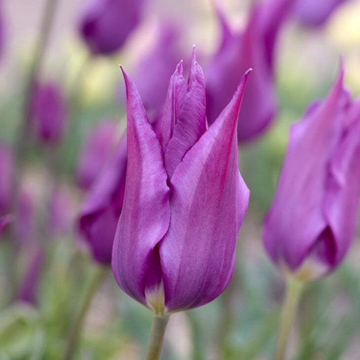 Tulipan 'Yume No Murasaki'