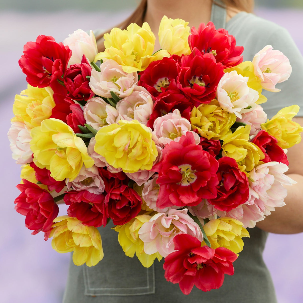 Tulipanblanding 'Dance Mix'