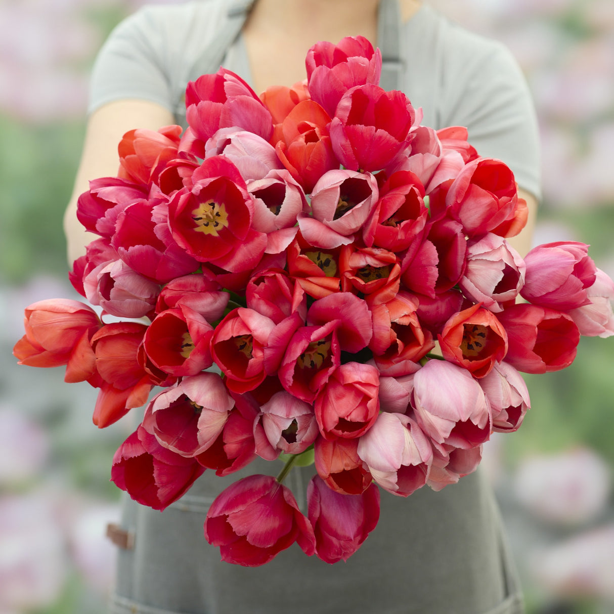 Tulipanblanding 'Red & Rose'
