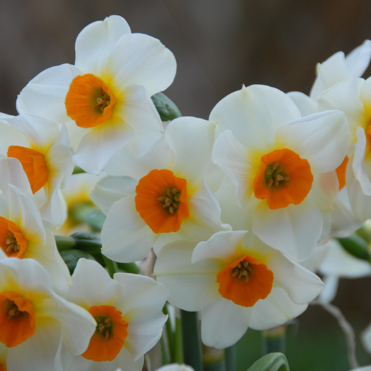 Narcissus jonquilla 'Beautyfull Eyes'