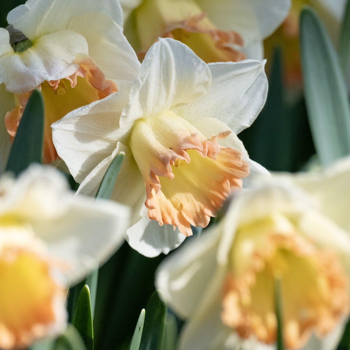 Narcissus 'Martha Stewart'