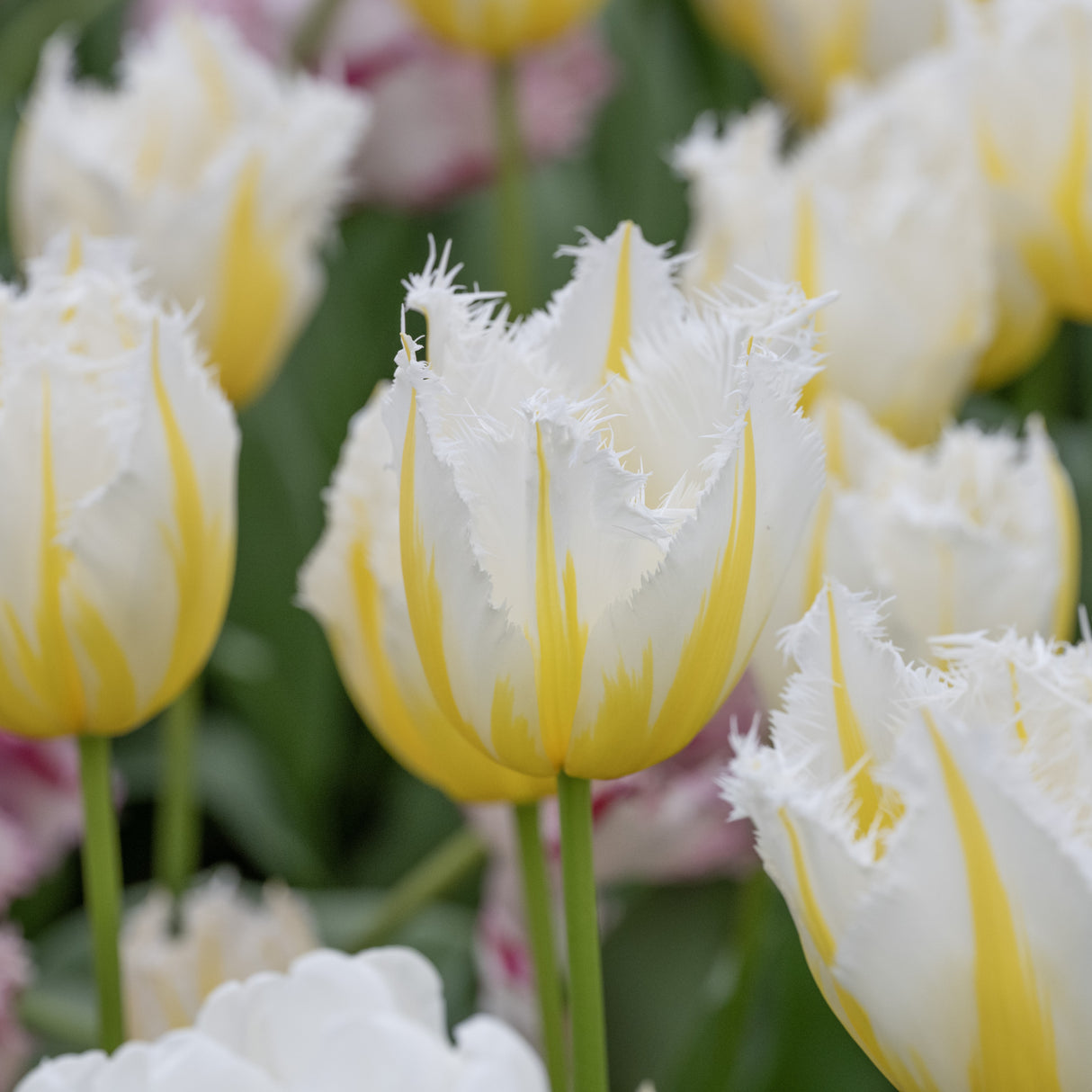 Tulipan 'Lemon Beauty'