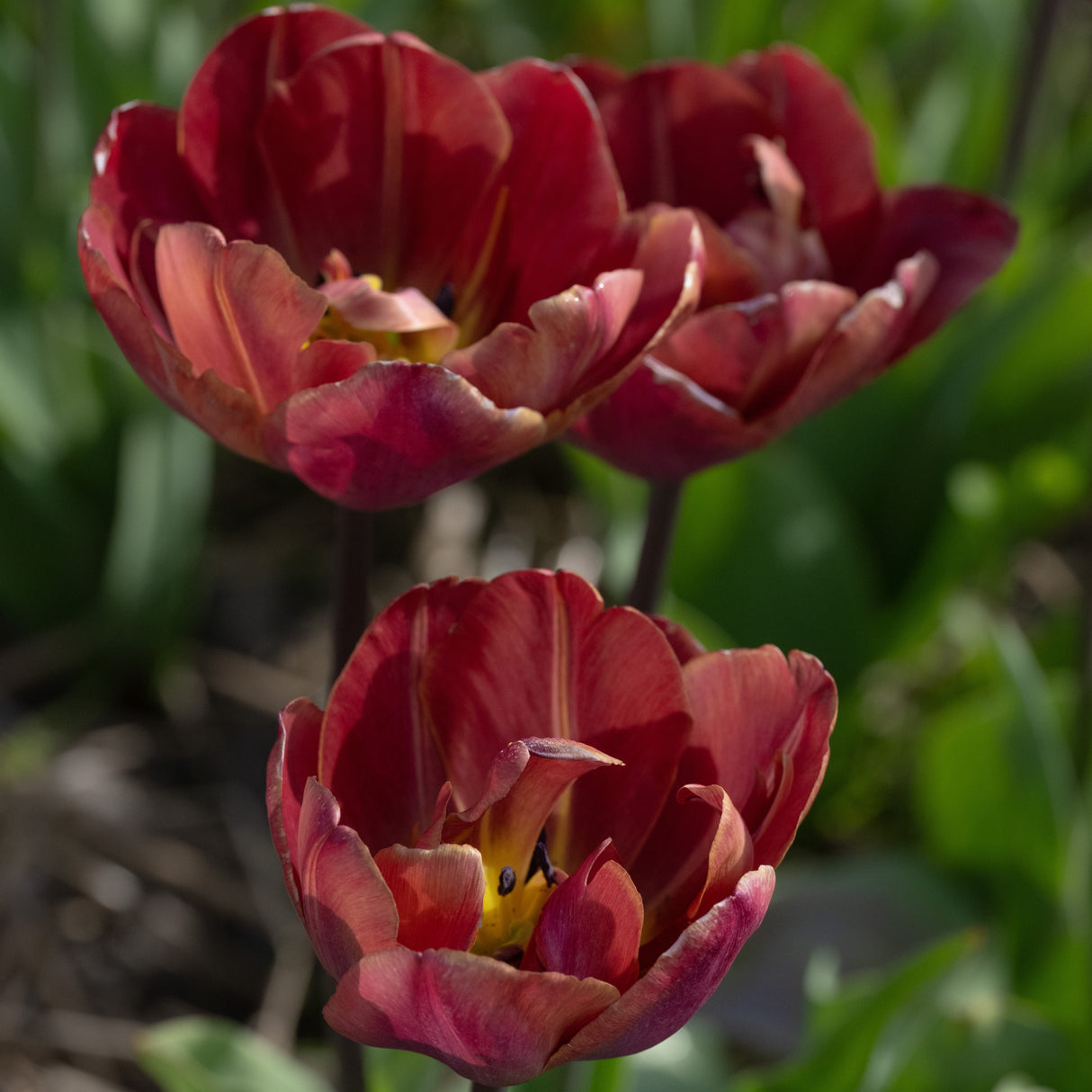 Tulipan 'Ridgedale'