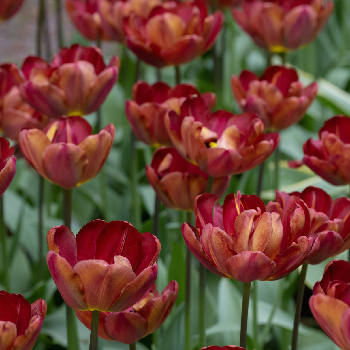 Tulipan 'Ridgedale'