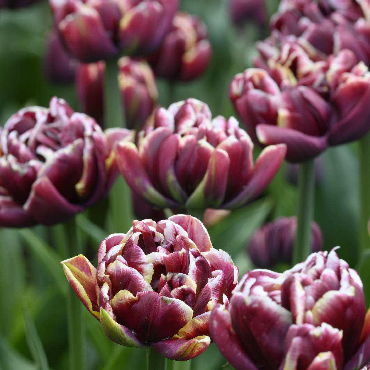 Tulipan 'Wyndham'