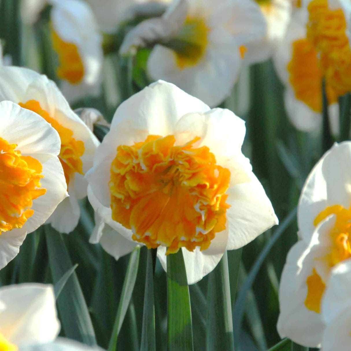 Narcissus 'Amadeus Mozart'