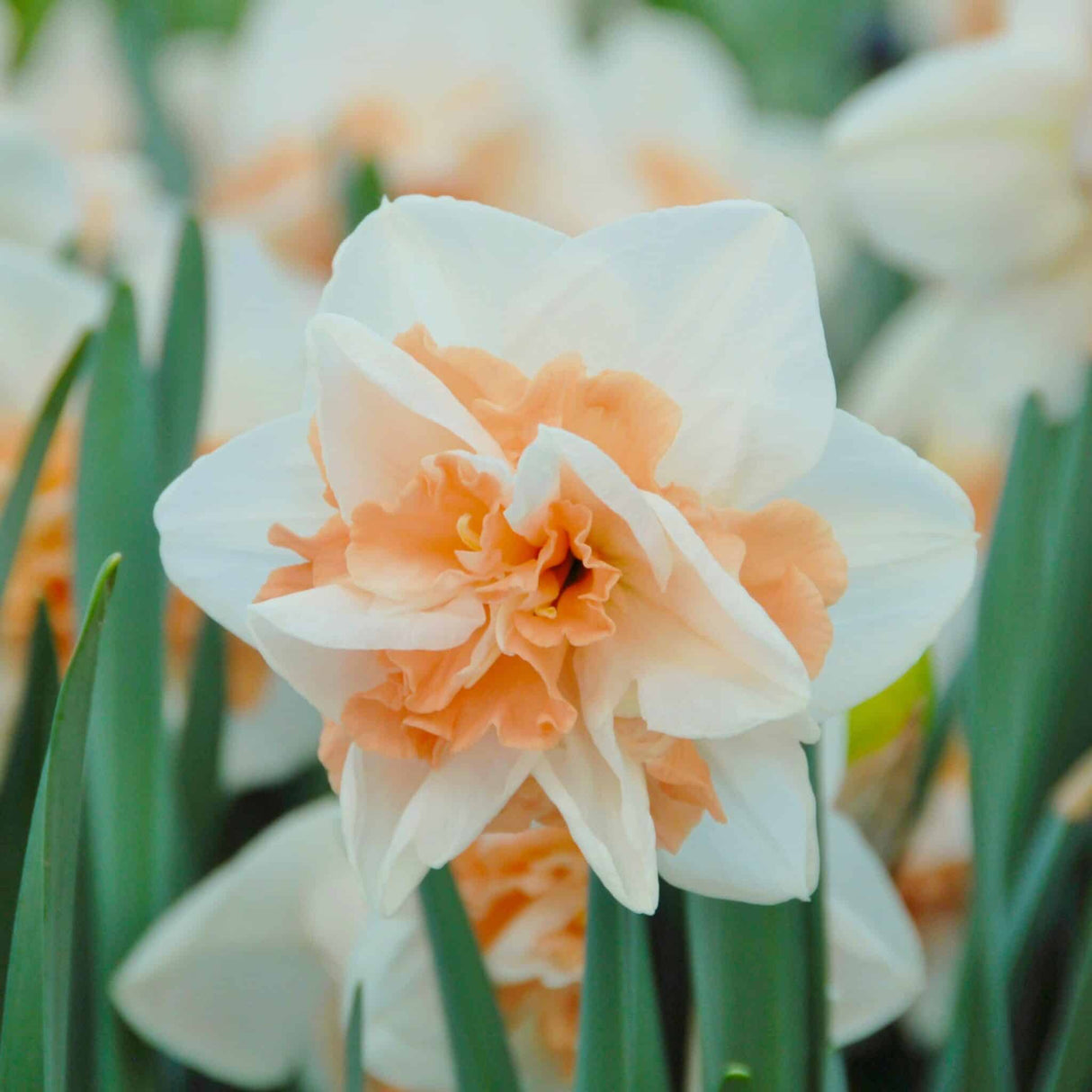Narcissus 'Delnashaugh'