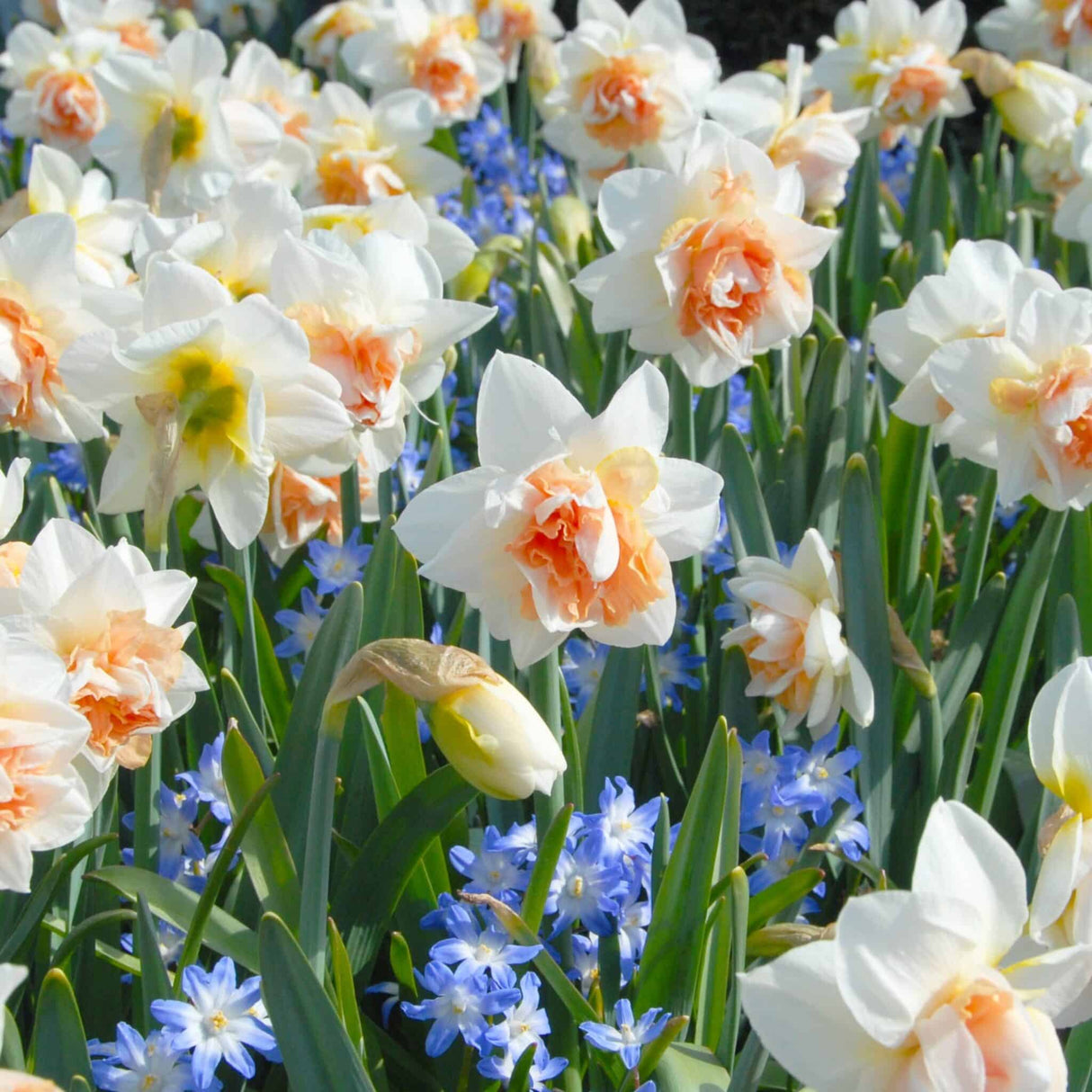 Narcissus 'Delnashaugh'