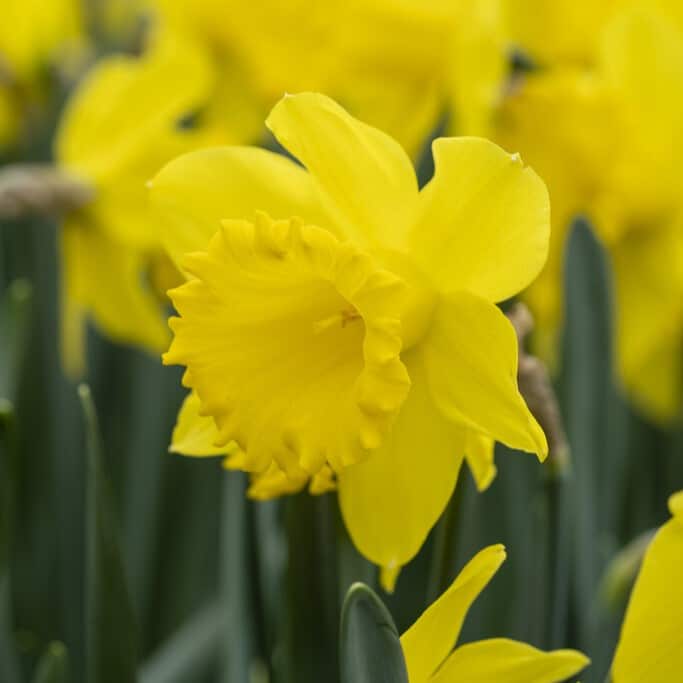 Narcissus 'Dutch Master'