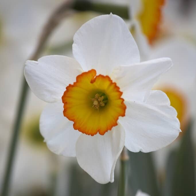 Narcissus 'Flower Record'