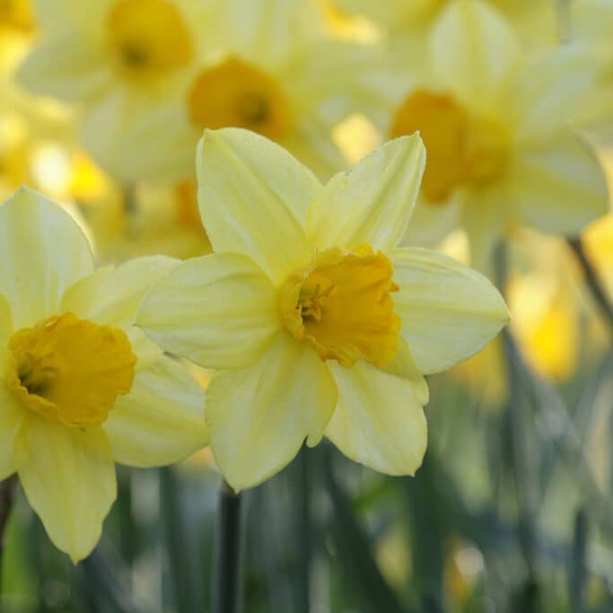 Narcissus 'Fortune'