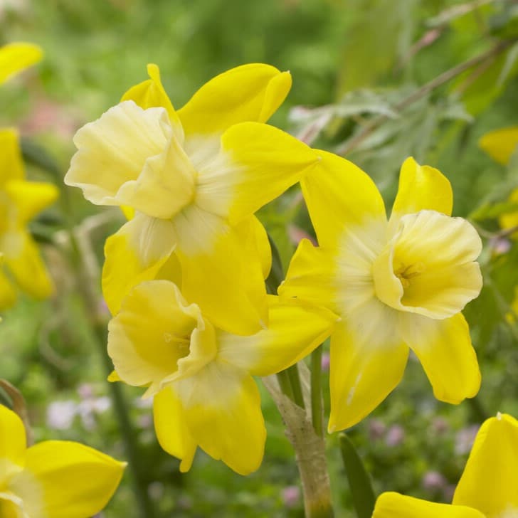 Narcissus jonquilla 'Hillstar'