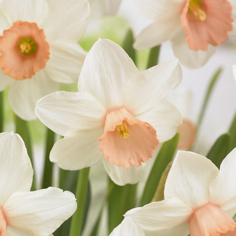 Narcissus jonquilla 'Iwona'