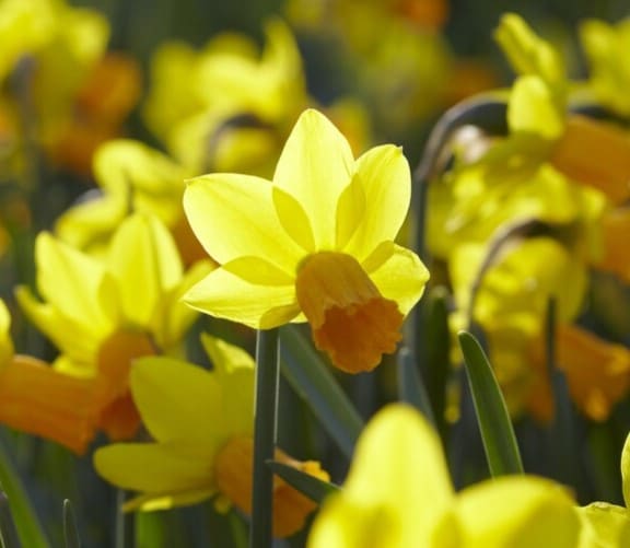 Narcissus cyclamineus 'Jetfire'