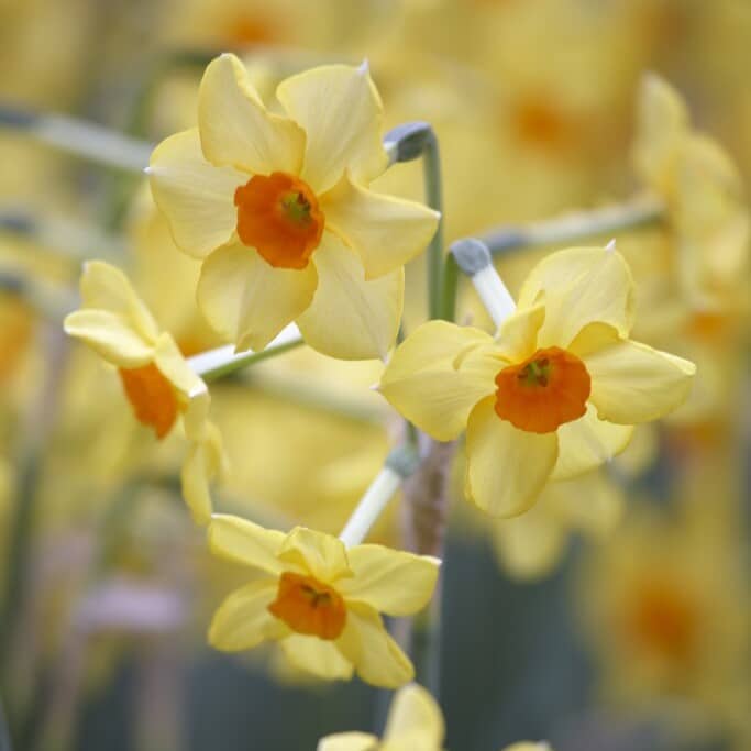 Narcissus 'Martinette'