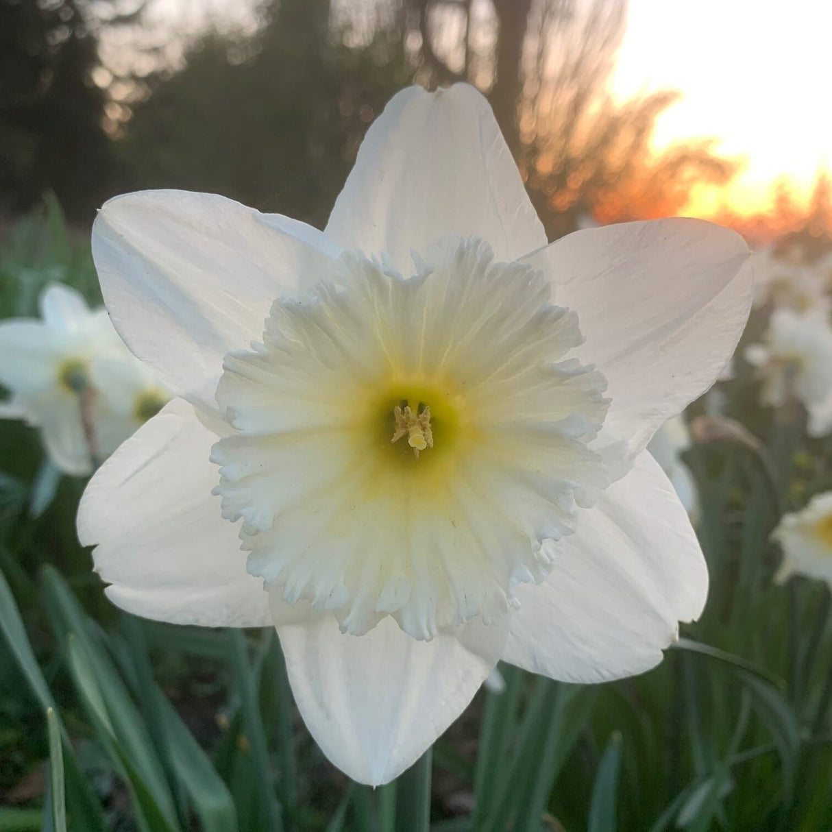 Narcissus 'Mount Hood'