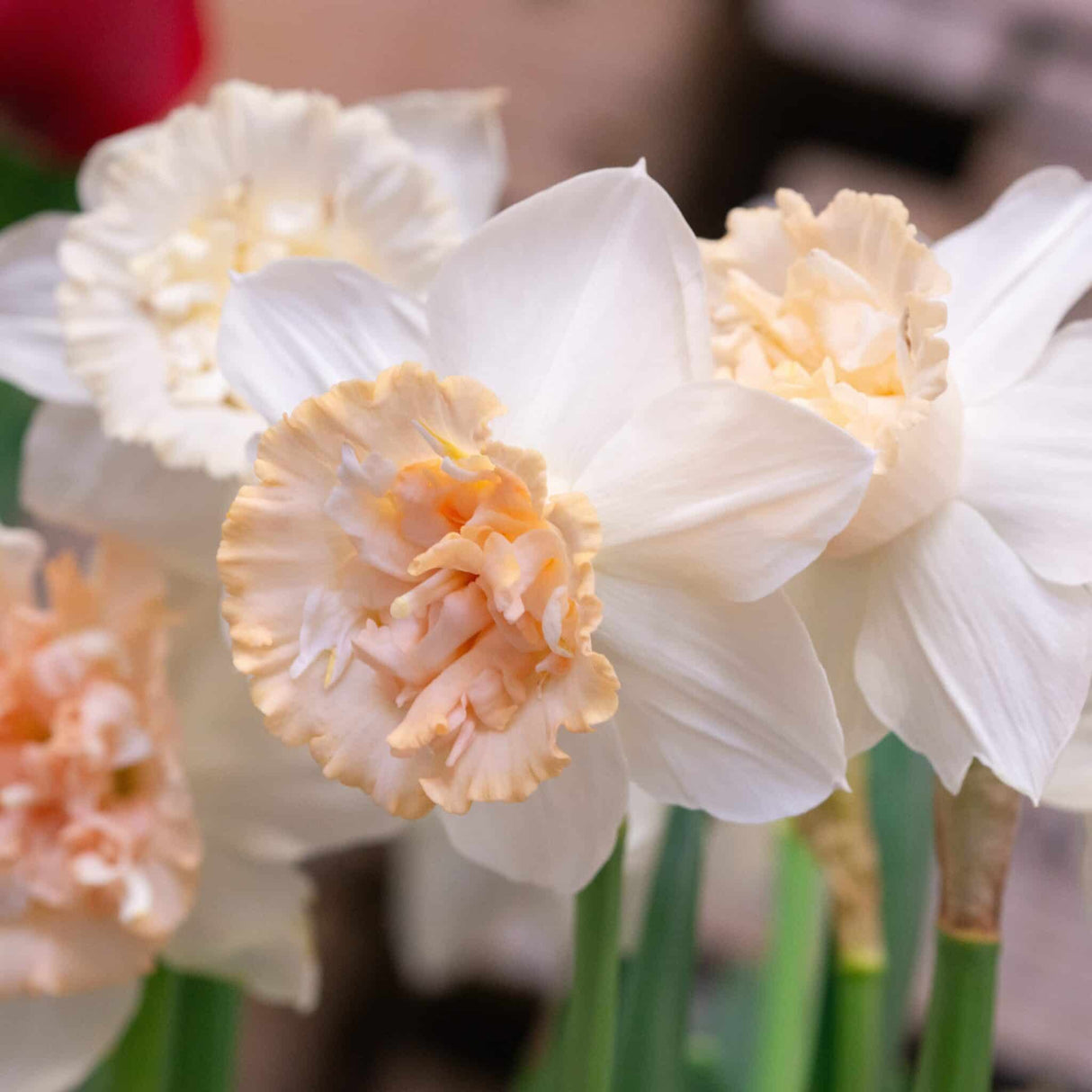 Narcissus 'Petit Four'