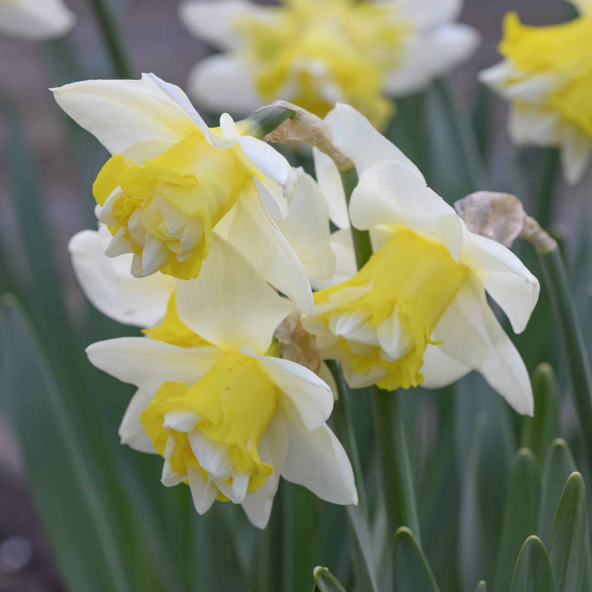 Narcissus 'Popeye'