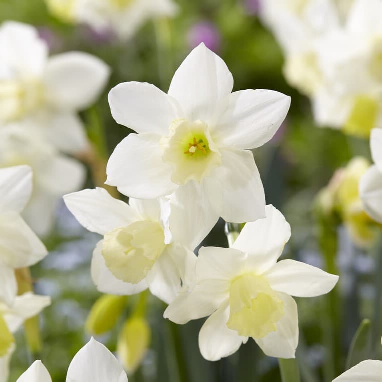 Narcissus jonquilla 'Pueblo'
