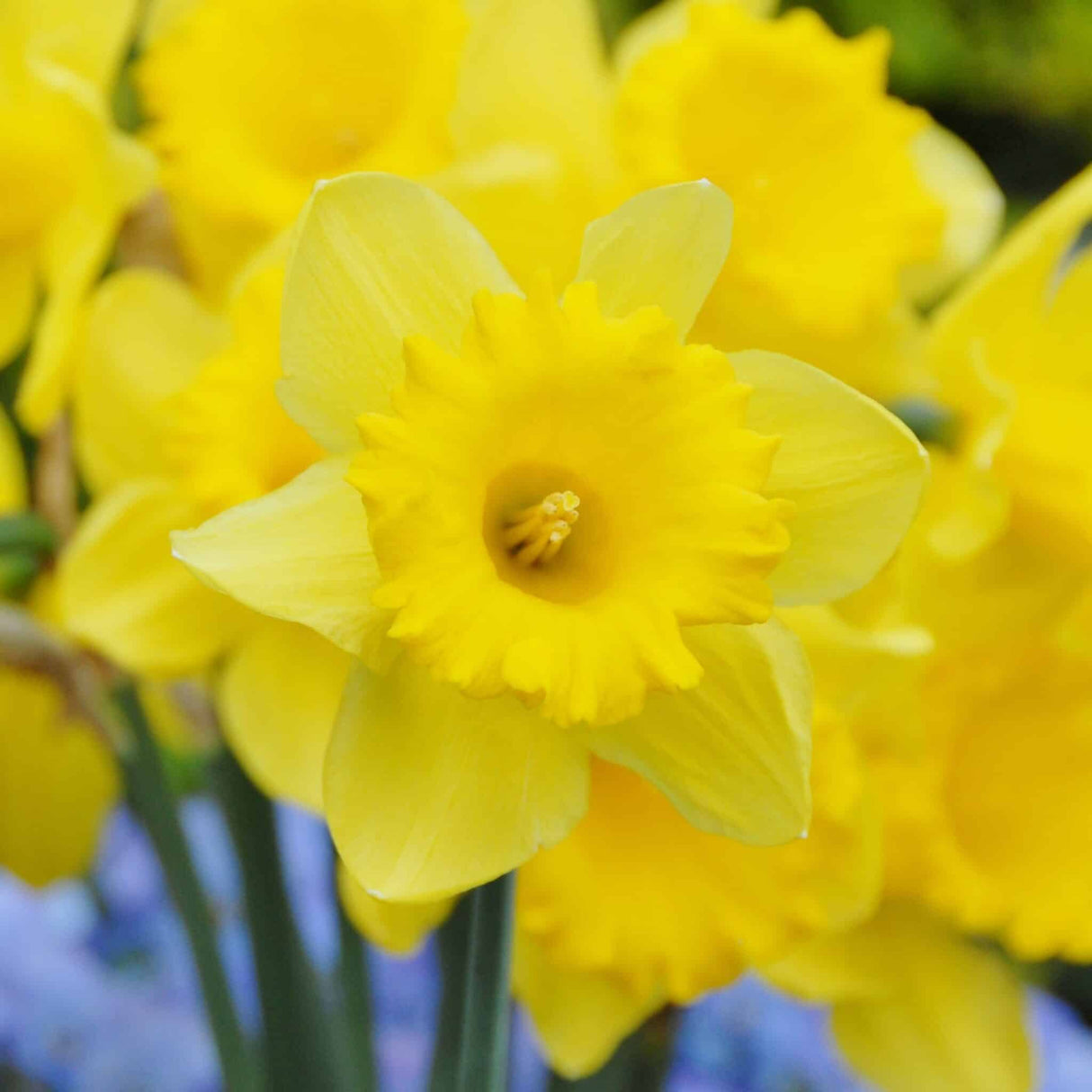 Narcissus 'Standard Value'