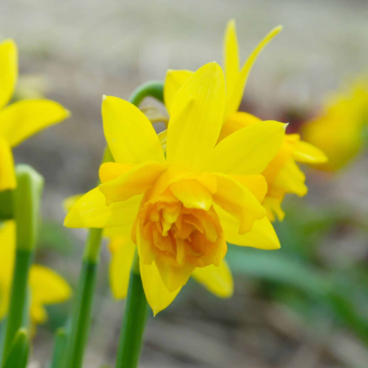 Narcissus cyclamineus 'Tete Boucle'