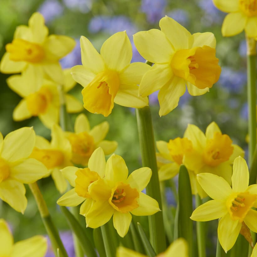 Narcissus cyclamineus 'Tete á Tete'