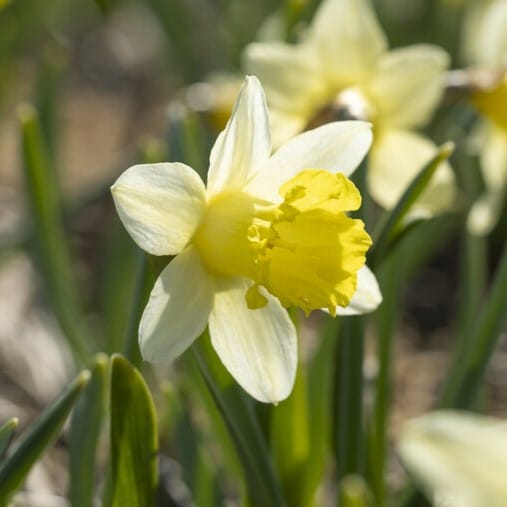 Narcissus 'Topolino'