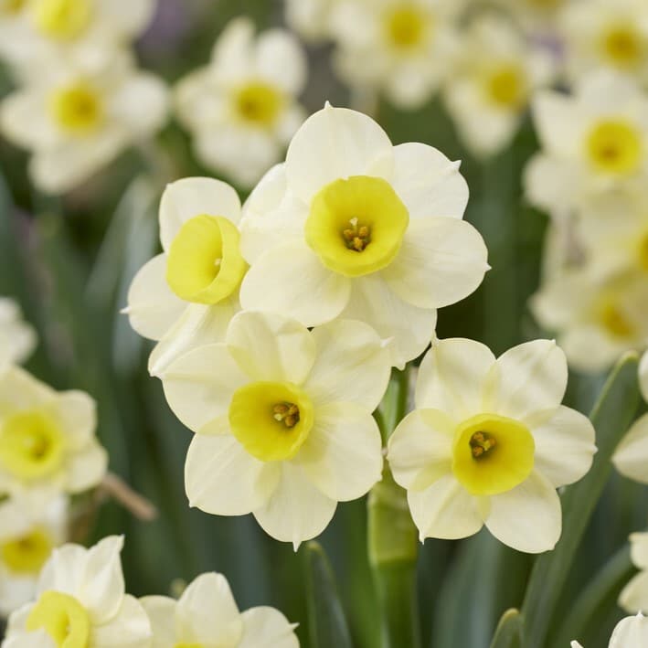 Narcissus 'Minnow'