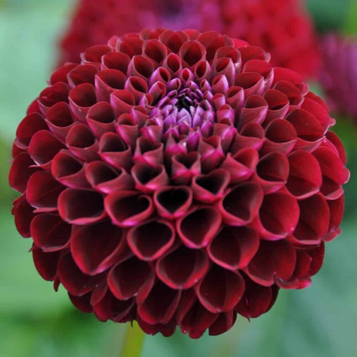 Dahlia 'Natal'
