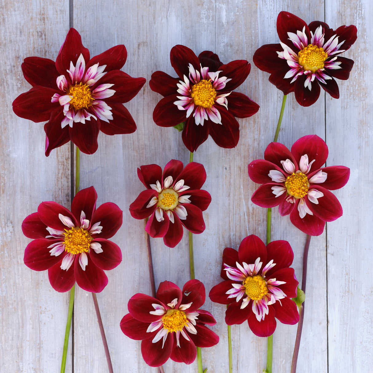 Dahlia 'Night Butterfly'