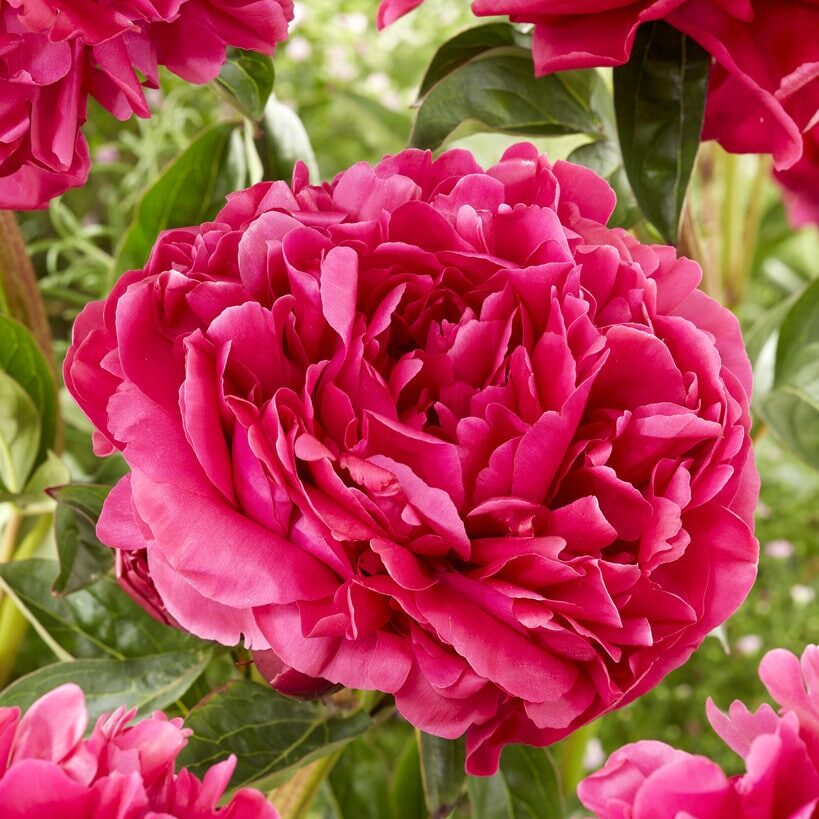 Pæon lactiflora 'Adolphe Rousseau'