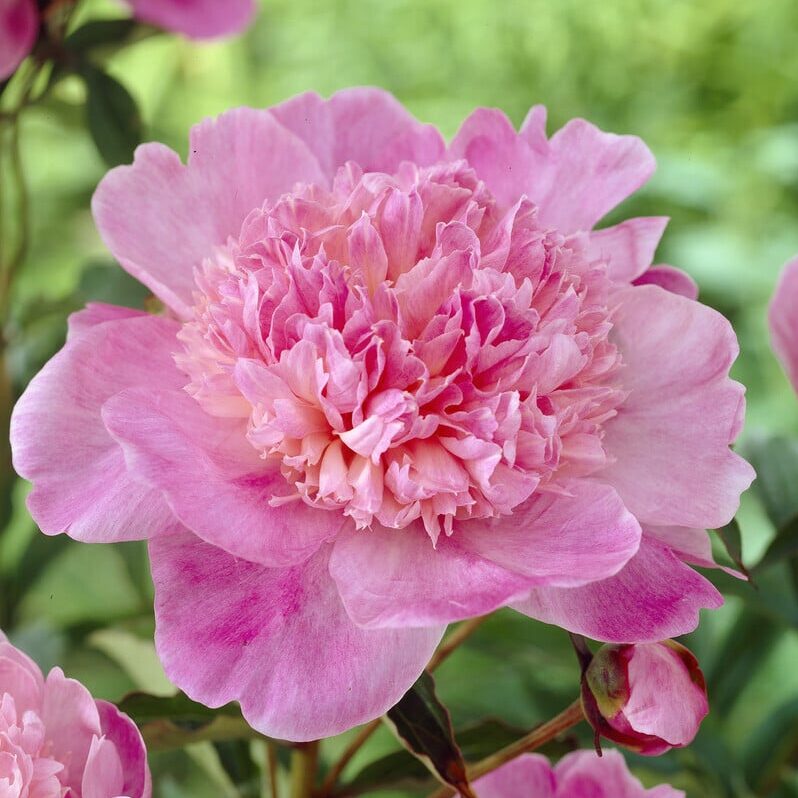 Pæon lactiflora 'Barbara'