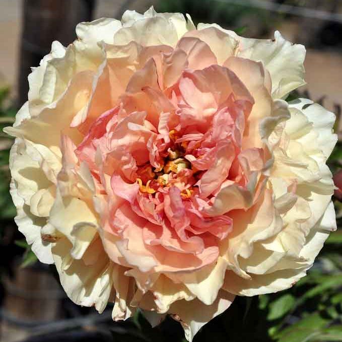 Pæon hyb. Itoh 'Canary Brilliants'