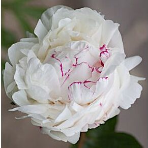 Pæon lactiflora 'Couronne d'or'