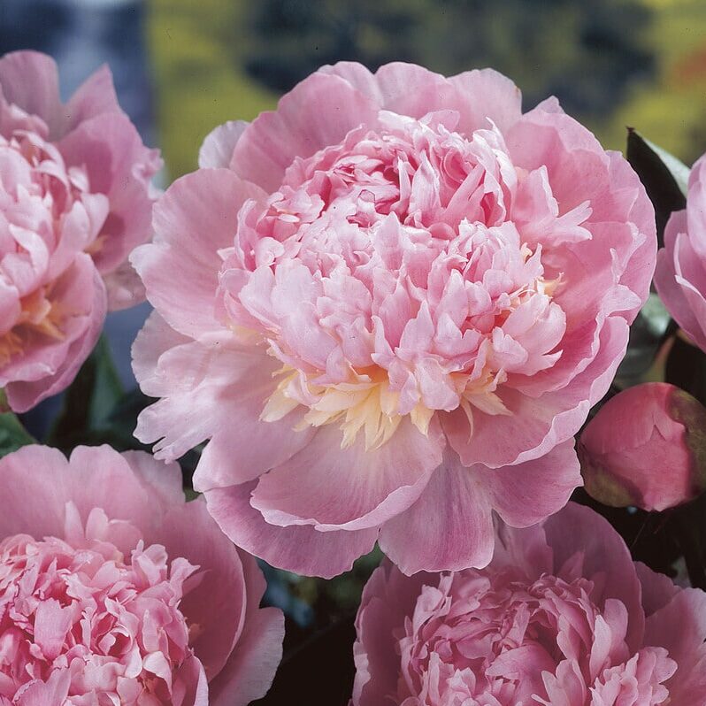 Pæon lactiflora 'Do Tell'