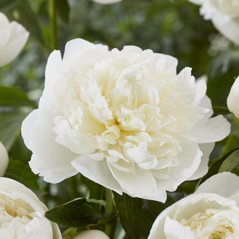 Pæon lactiflora 'Duchesse de Nemours'