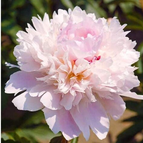 Pæon lactiflora 'Frances Willard'