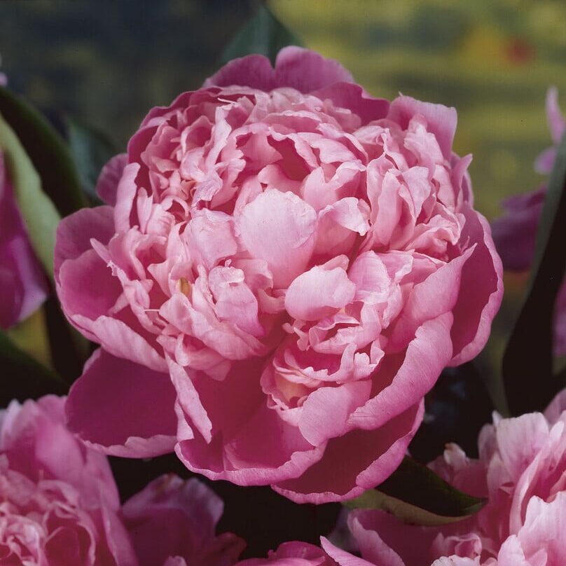 Pæon lactiflora 'Jacorma'