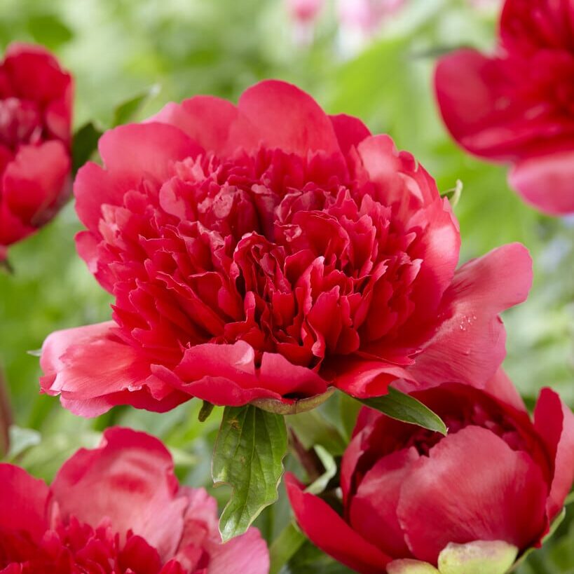 Pæon lactiflora 'Many Happy Returns'