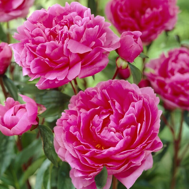 Pæon lactiflora 'Margaret Truman'